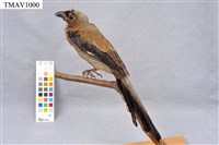 藏品(樹鵲)的圖片